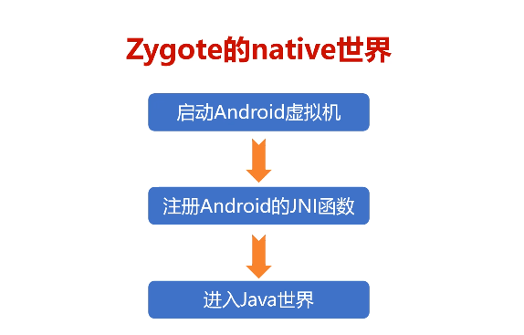 zygote-3