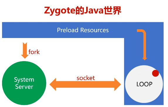 zygote-4