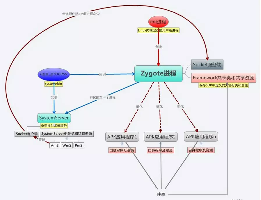 zygote-5